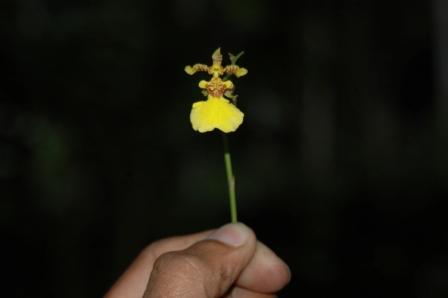 [9+Kandian+Flower.JPG]
