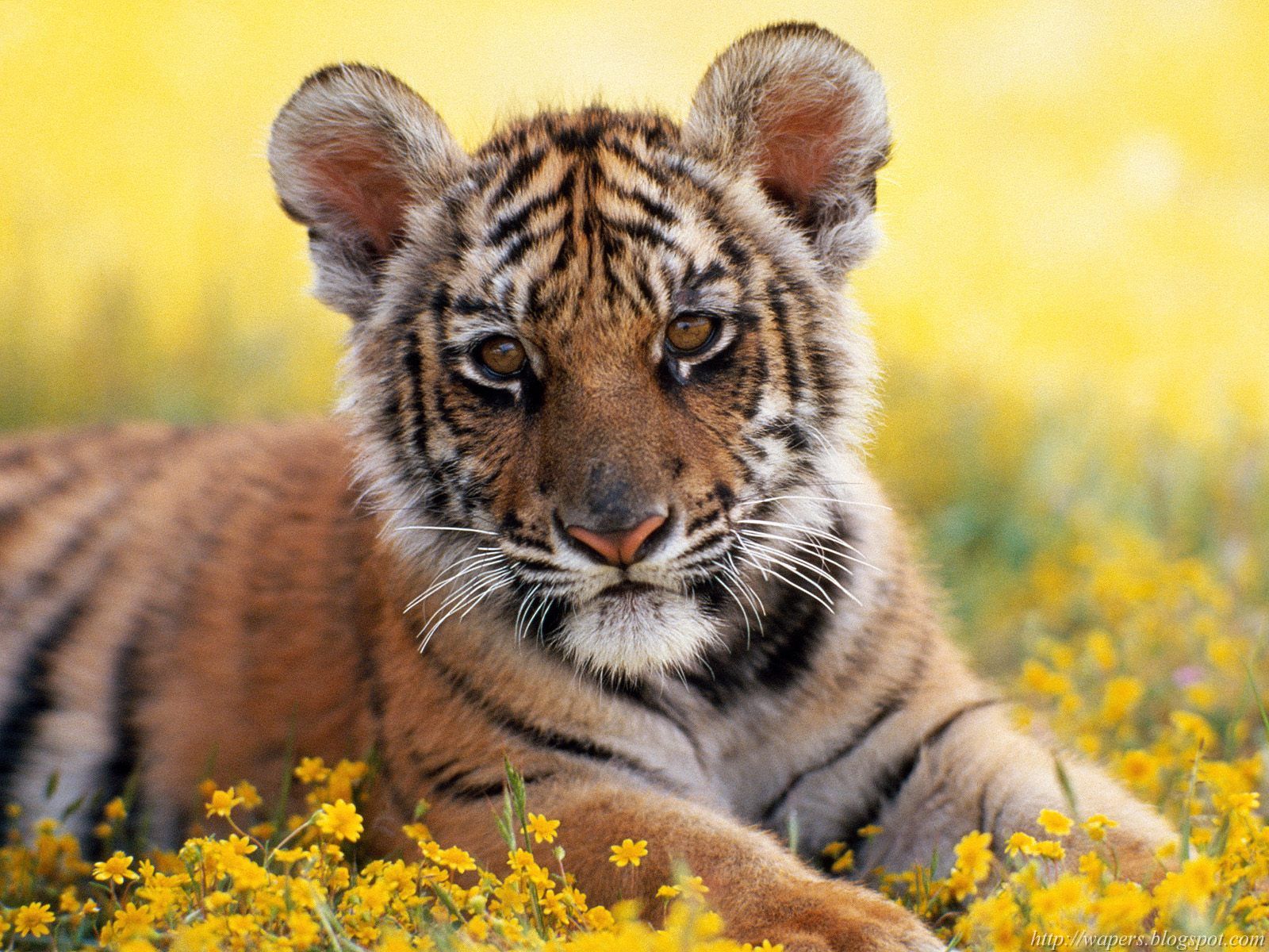[_Tiger+Cub.jpg]