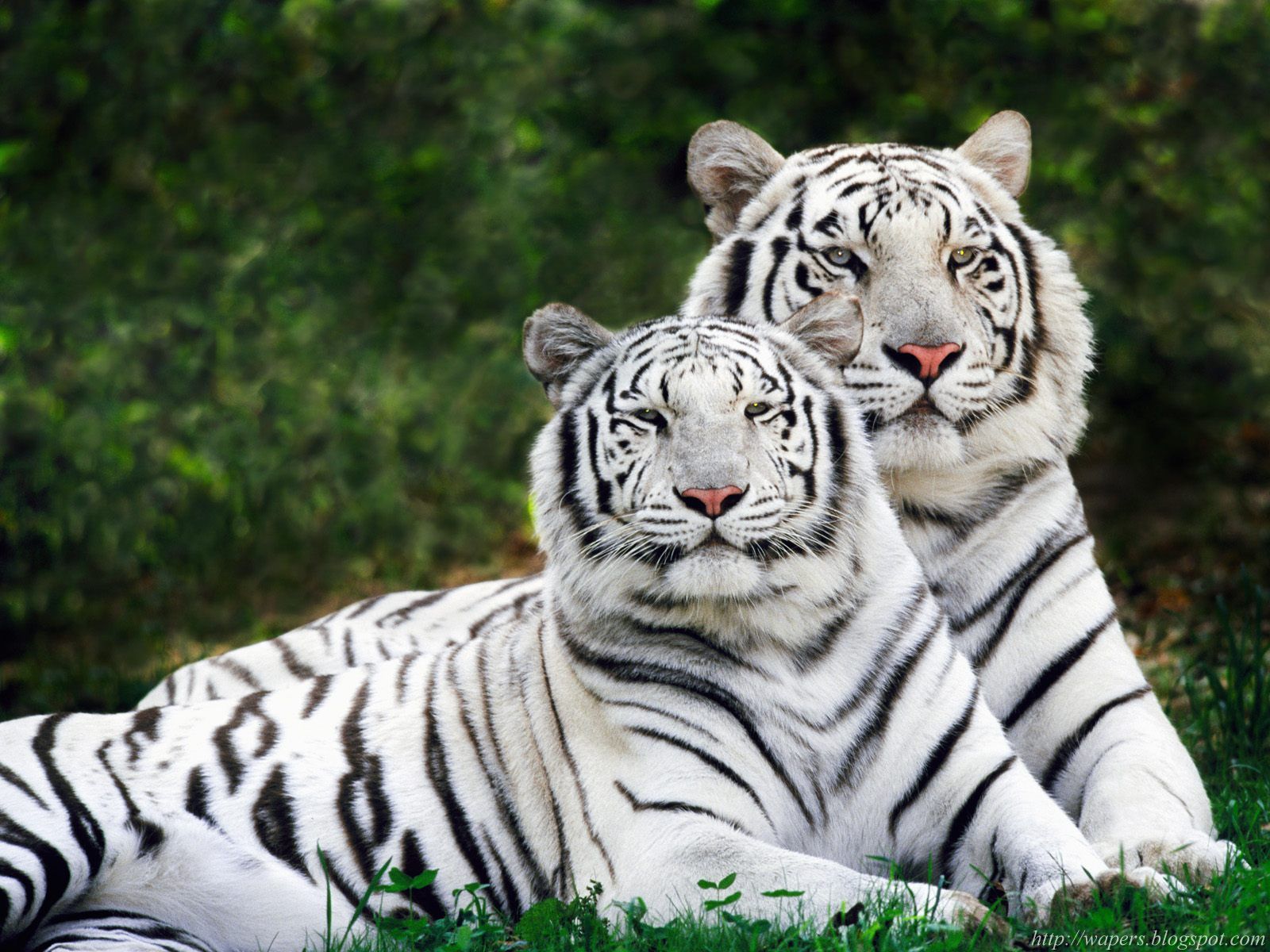 [White+Phase,+Bengal+Tigers.jpg]