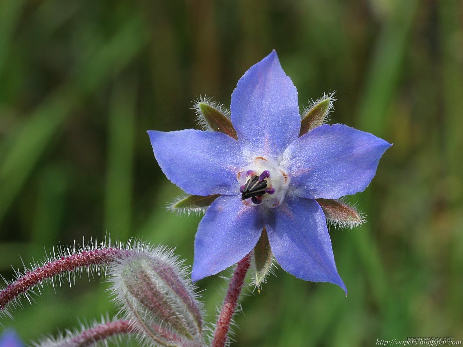 [Blue-Spikey-Flower.jpg]