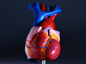 [art.heart.model.jpg]