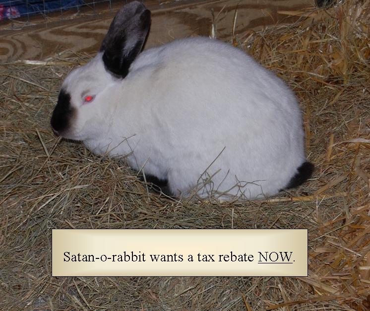 [rabbit.JPG]