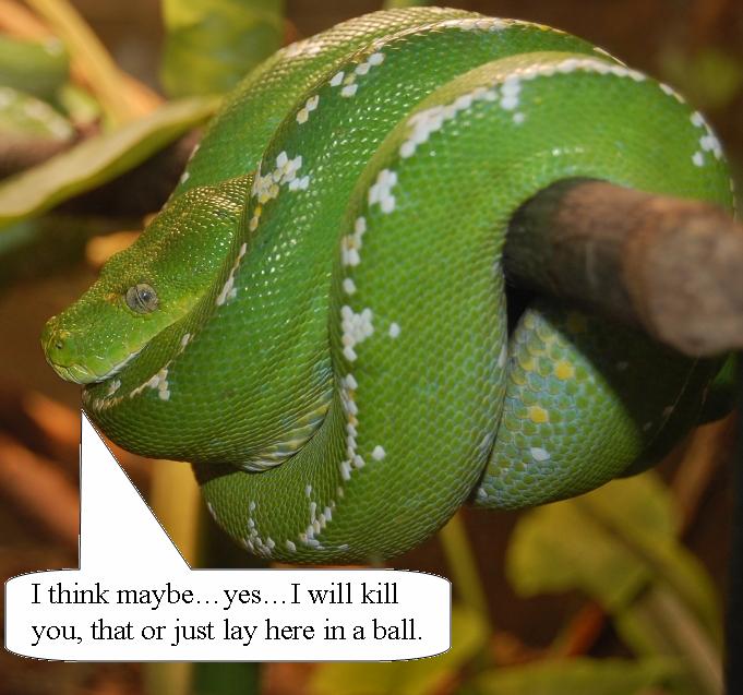 [green+snake.JPG]