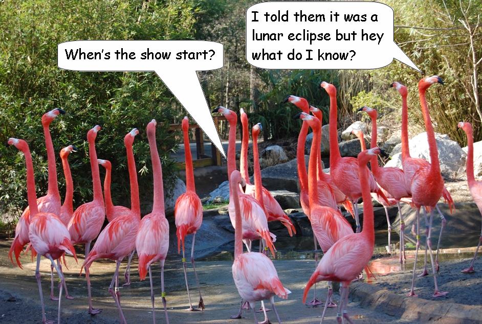 [Flamingos.JPG]