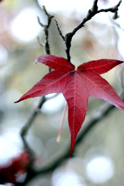 [red_maple_leaf.jpg]