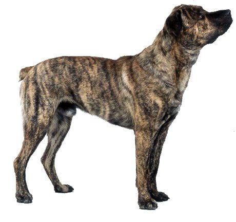 Azores Cattle Dog picture