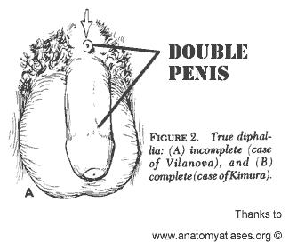 [double_penis_my-sex-doctor.edu_1-756757.gif]
