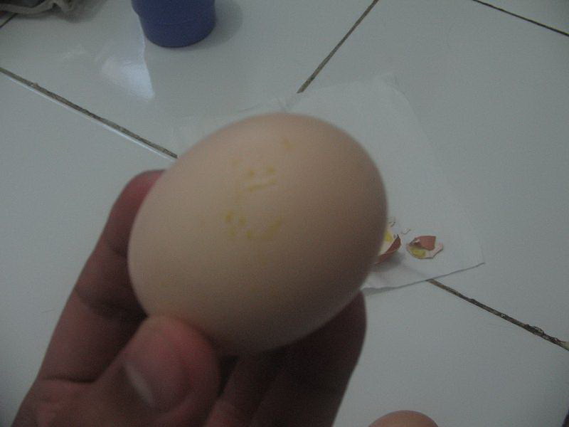 [telur+palsu11.bmp]