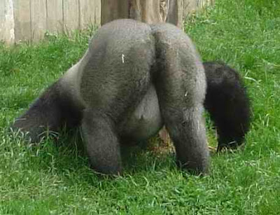 Nude Girl Gorilla Porn