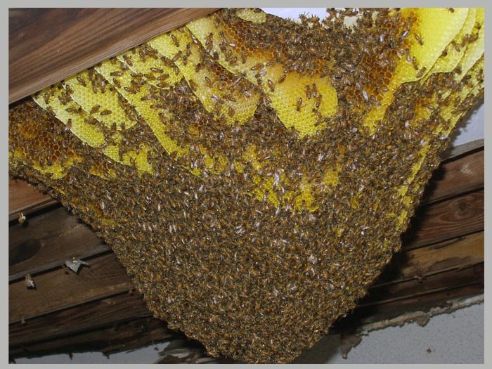 [south-florida-home-inspections-bee-hive-removal.jpg]