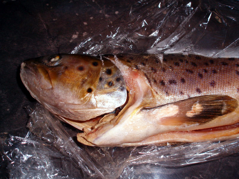 [brown-trout-frozen.jpg]