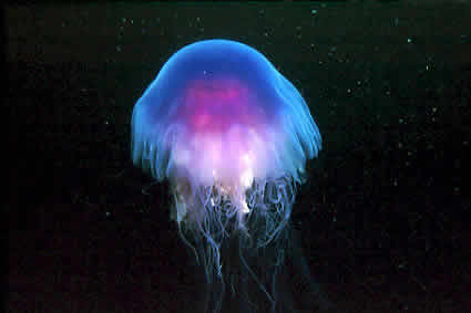 [jellyfish.jpg]