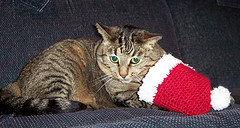 [Josie+and+the+Christmas+Hat.jpg]