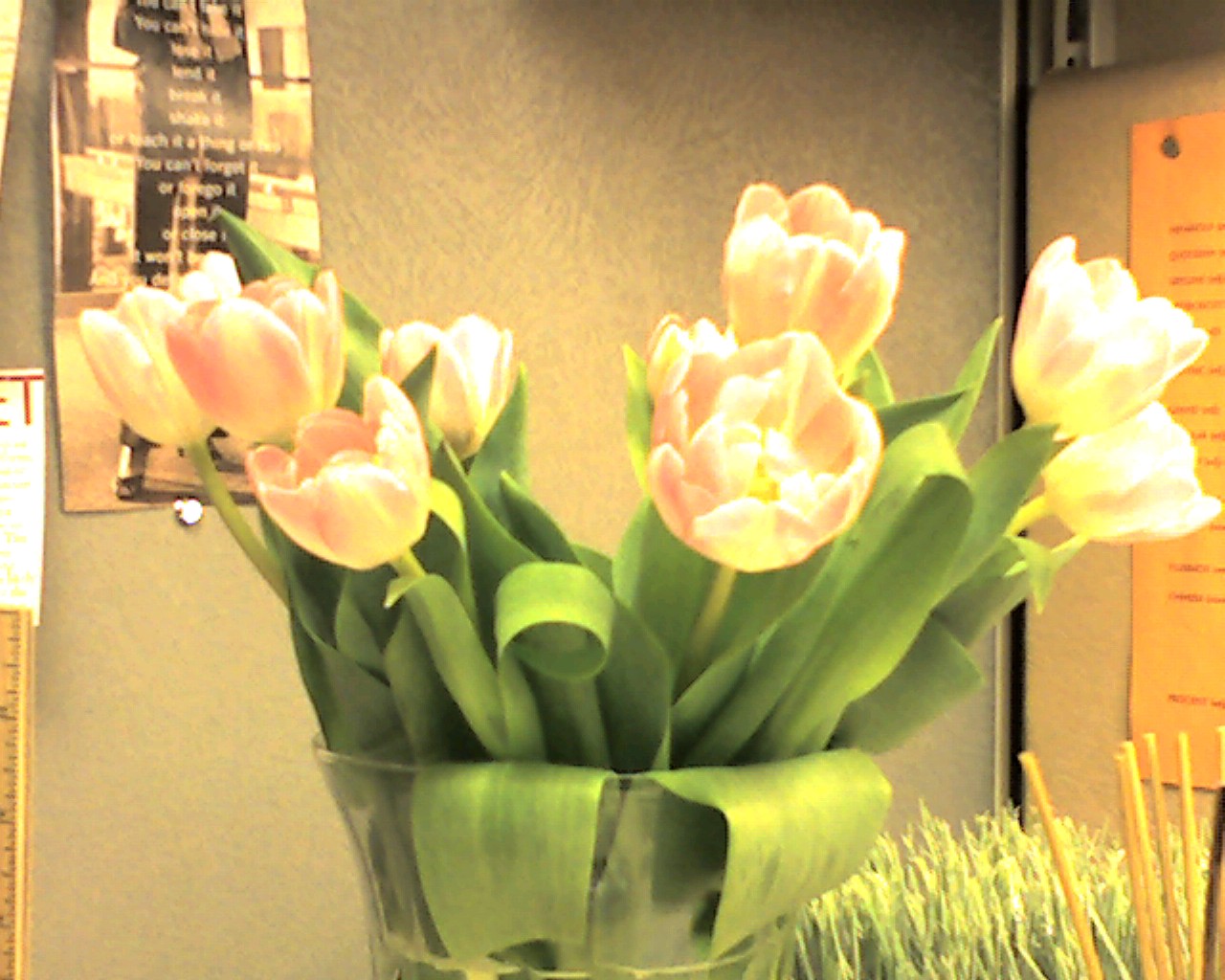 [tulips+from+meg.jpg]