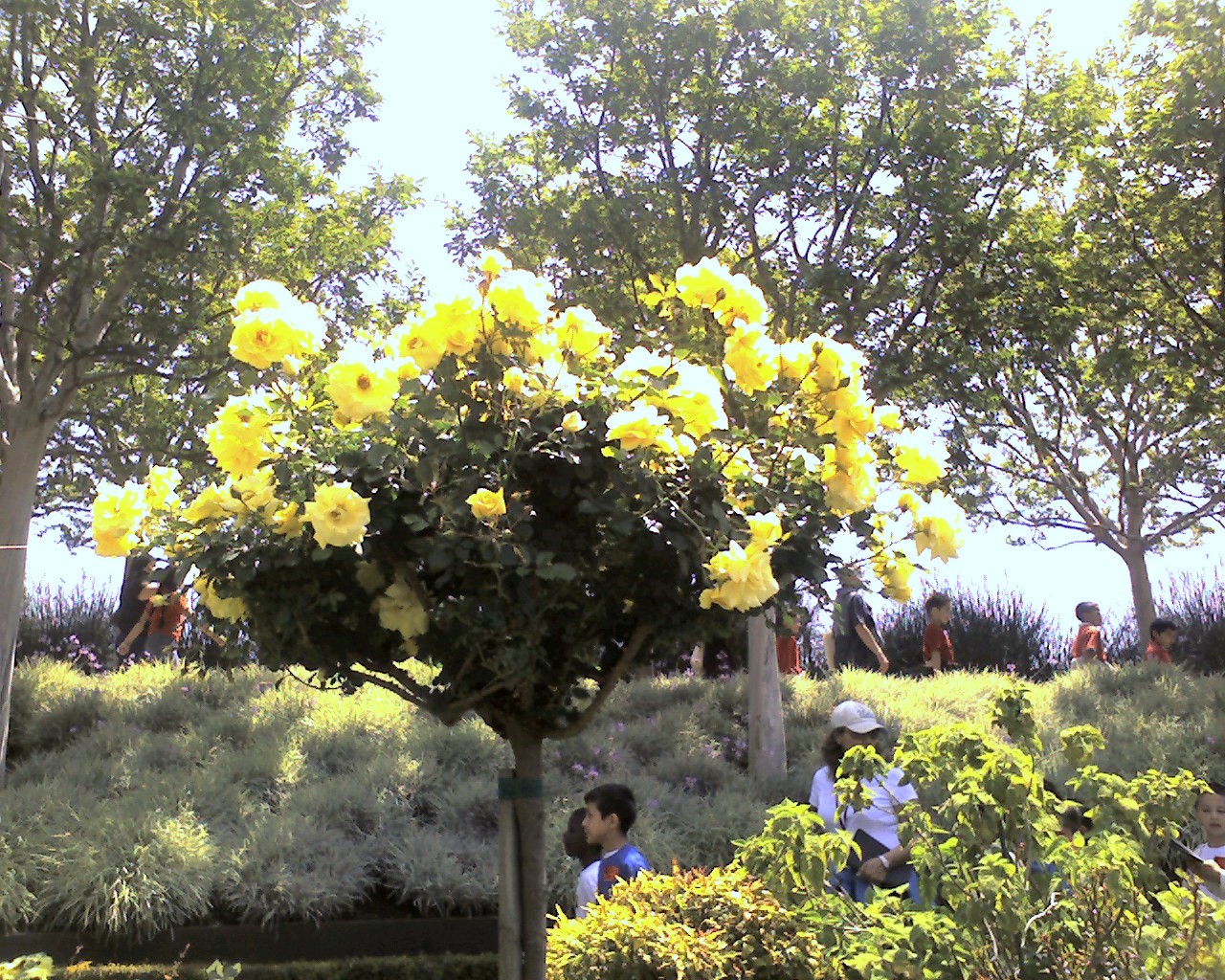 [Yellow+Roses.jpg]
