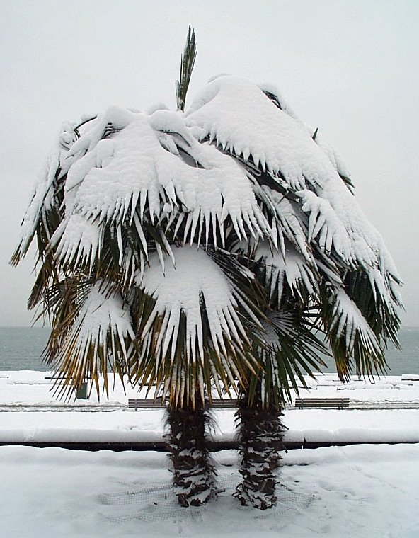 [Trachycarpus-fortunei-snow2.jpg]