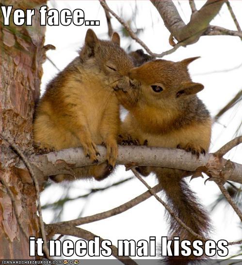 [funny-pictures-kissing-squirrels-tree1.jpg]