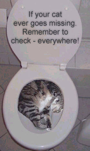 [missing-cat-in-toilet.jpg]