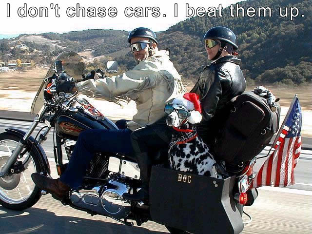 [bad-biker-dog-that-chases-cars-and-beats-them-up.jpg]