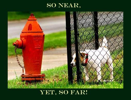 [funny-puppy-picture-dog-staring-through-fence-at-a-fire-hydrant.jpg]