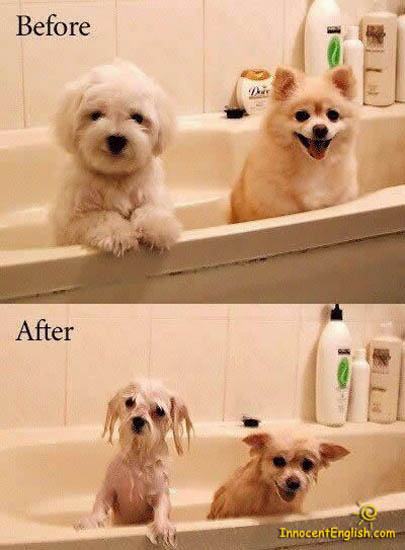 [cute-wet-puppy-bath.jpg]