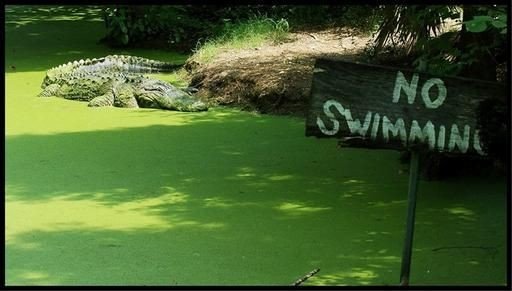[no-swimming-gator.jpg]