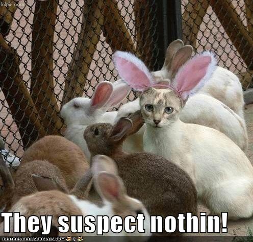 [funny-pictures-cat-disguised-rabbit.jpg]