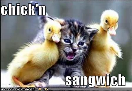 [lolcats-funny-pictures-chicken-sandwich.jpg]