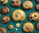 [snail+shell+collection.jpg]