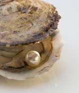 [oyster+and+pearl.jpg]