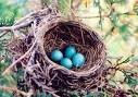 [robin+nest.jpg]