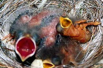 [baby+cowbird+in+warbler's+nest.jpg]