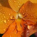 [rainonflower.jpg]