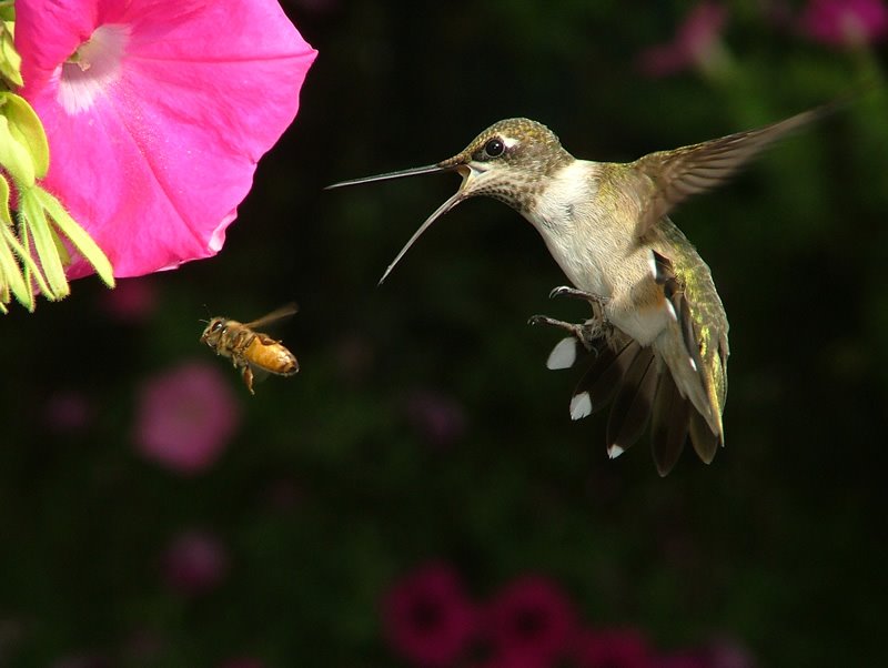[hummingbird.bmp]