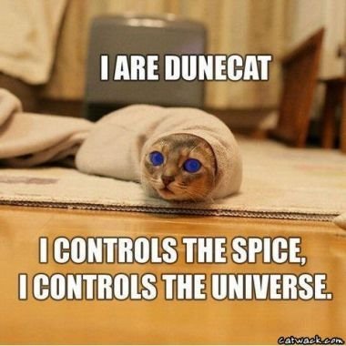 [DuneCat.jpg]