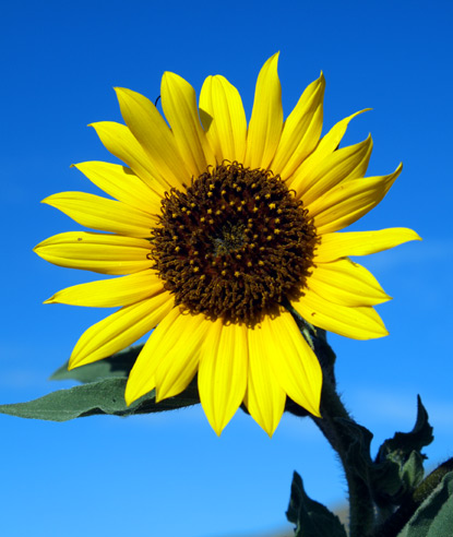 [Sunflower1.jpg]