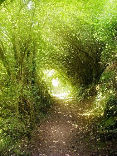 [forest-tunnel.jpg]