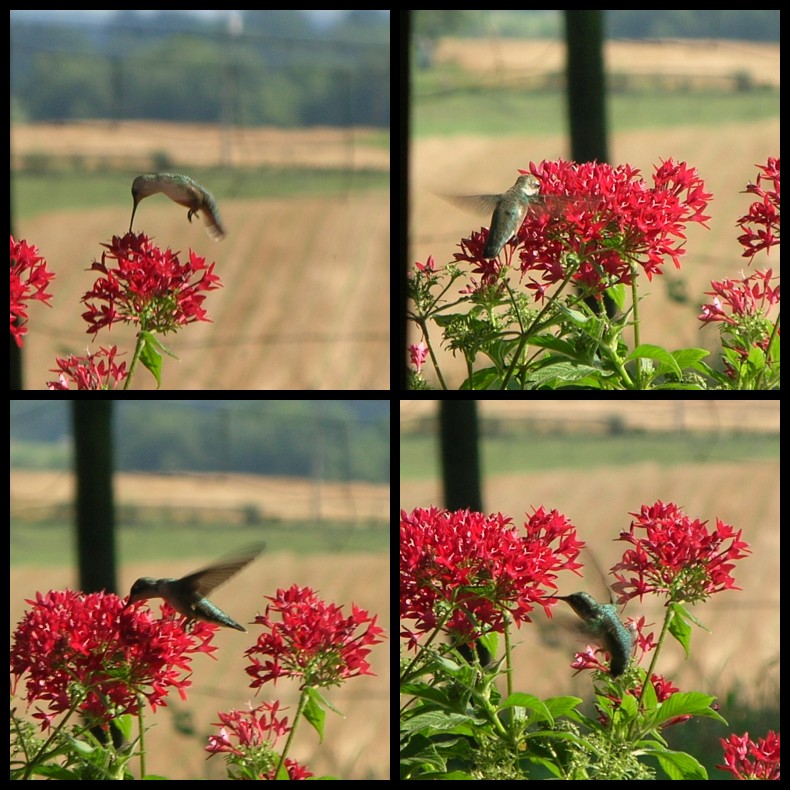 [07-15-08-hummingbirdmosaic.jpg]