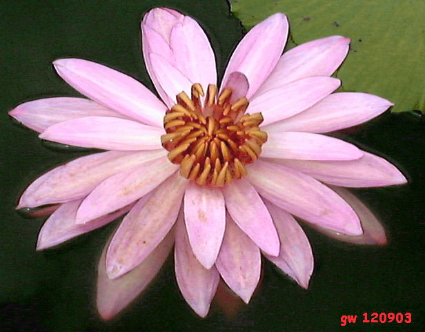 [fading+pink+water+lily....jpg]