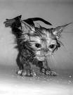[gato+mojado.jpg]