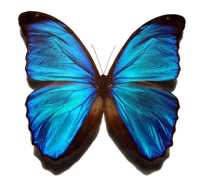 [663px-Blue_morpho_butterfly.jpg]