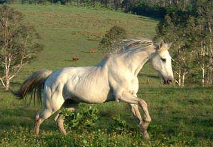 [whitehorse.jpg]