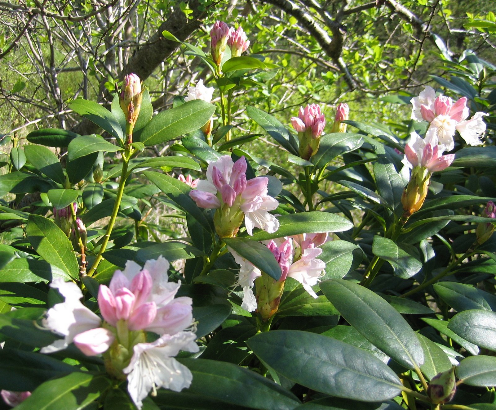 [Rhododendron.jpg]