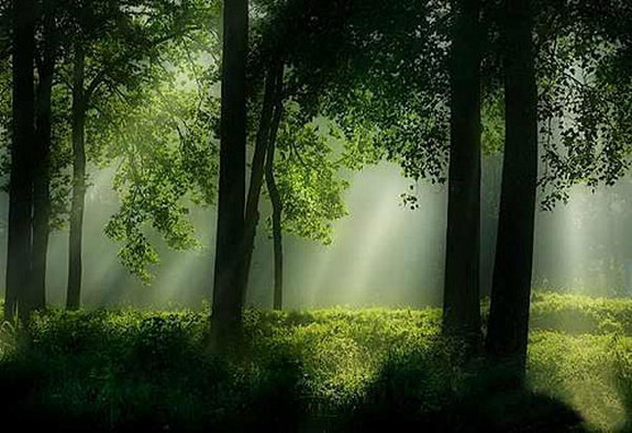 [sunlight-forest-01.jpg]