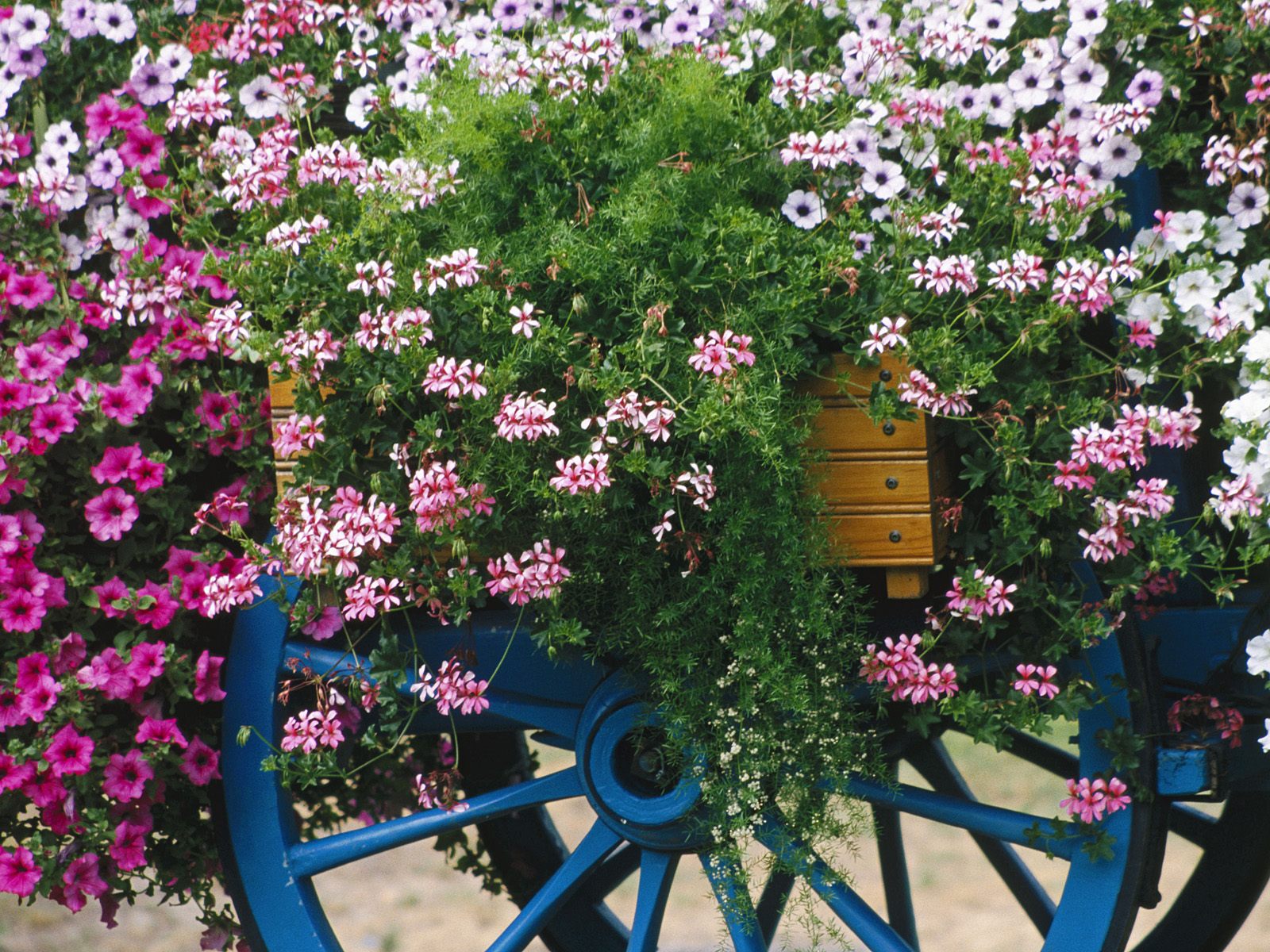 [Colorful+Flower+Cart.jpg]