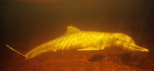 [large-Tucuxi-dolphin-underwater.jpg]
