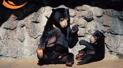 [large-Female-Malayan-sun-bear-with-cub-.jpg]