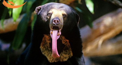 [large-Malayan-sun-bear-showing-long-tongue.jpg]