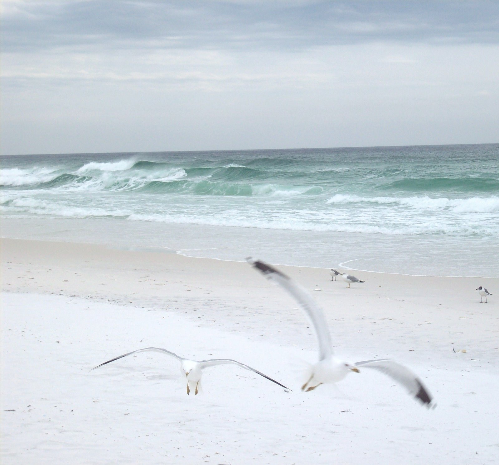 [seagulls+and+beach.jpg]