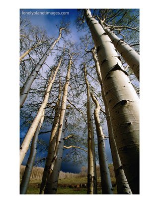 [Aspen-Trees-in-Spring-Utah.jpg]